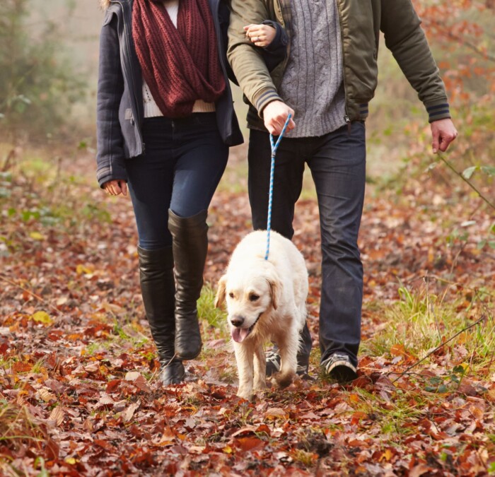 Autumn Forest Dog Walk min