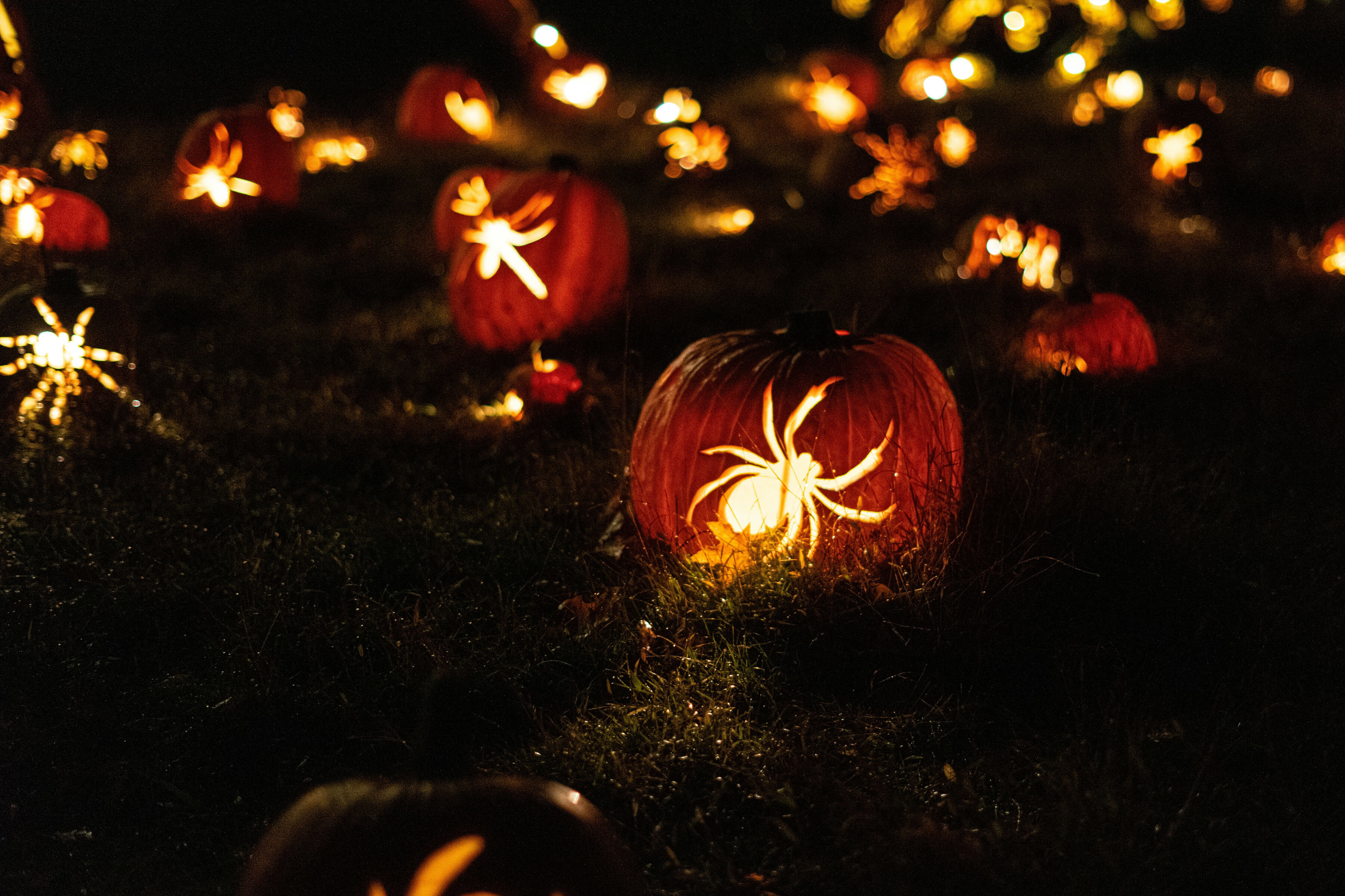 A field with pumpkins with spiders carved in them. Night time setting and the spiders are glowing with light.