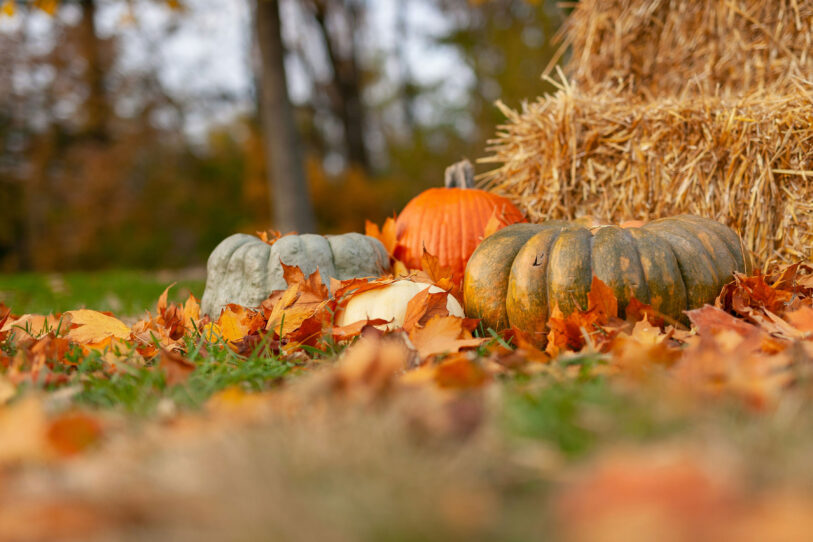 Autumn Adventures Pumpkin