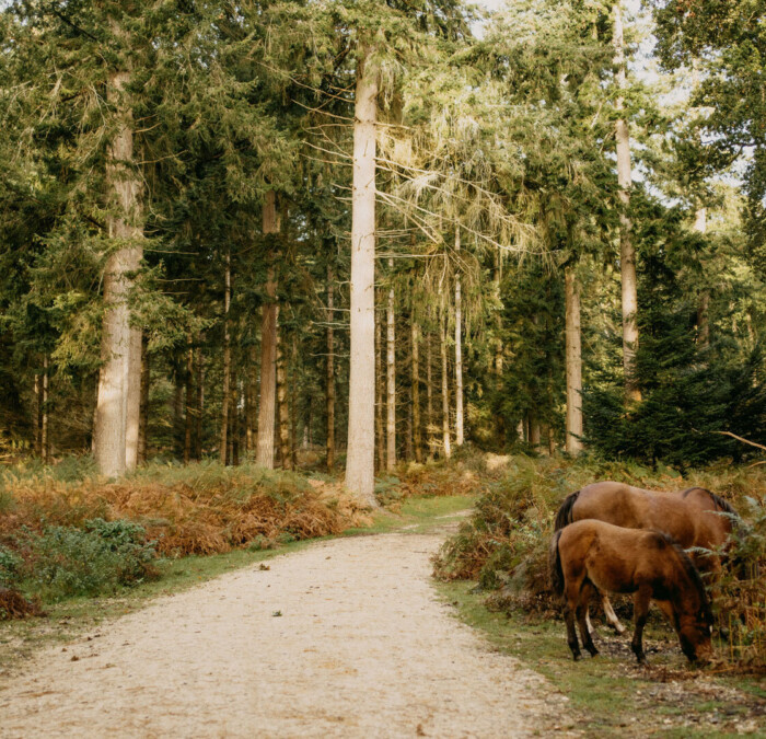 New Forest ponies