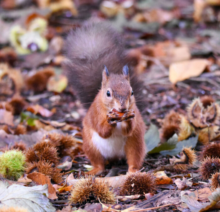 Red Squirrel Brownsea Island